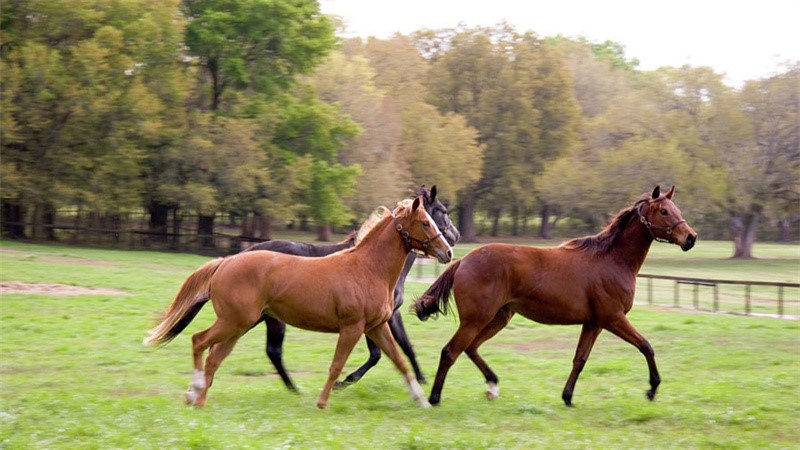 PEMF for horse PEMF for horse